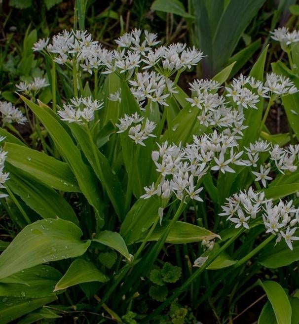 Daslook tuinplant, Tuin en Terras, Ophalen, Volle zon