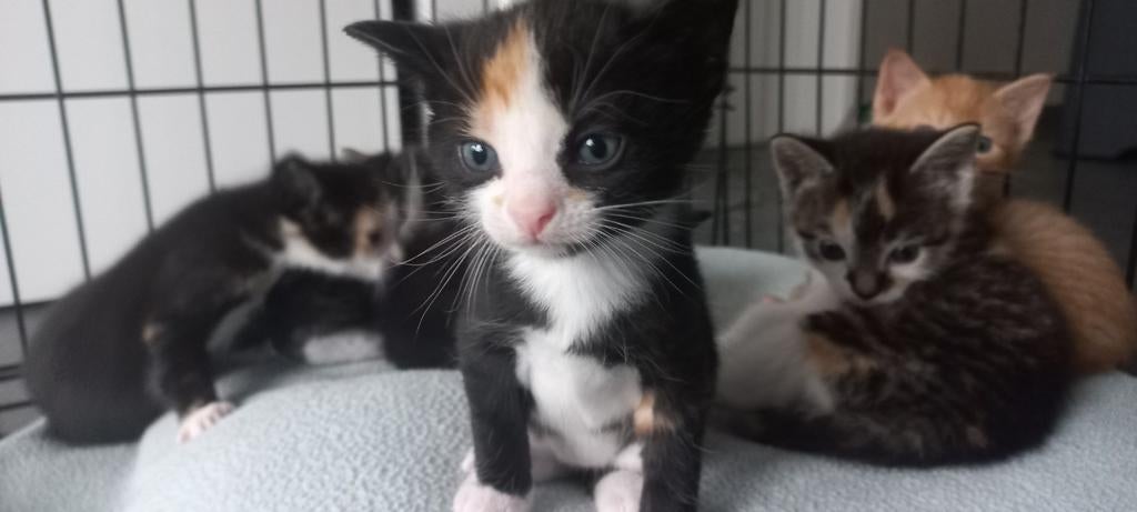 Super lieve Kittens, Meerdere dieren, Kortharig, 0 tot 2 jaar