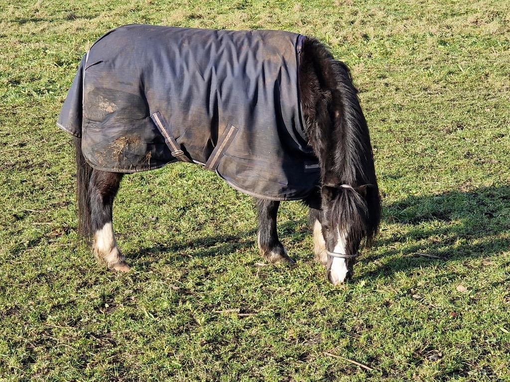 A welsh merrie lease pony