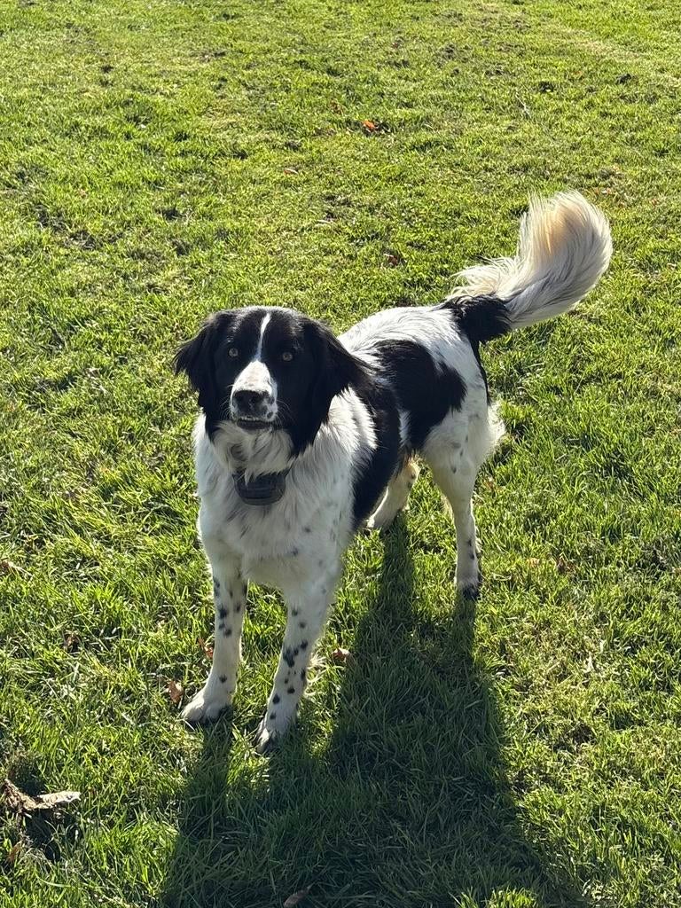 Frieze stabij / border collie, Reu, 1 tot 2 jaar, Parvo, Eén hond