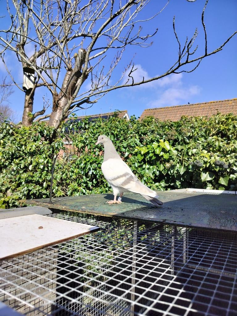 Engelse vliegtipplers 4 jongen., Meerdere dieren, Overige soorten