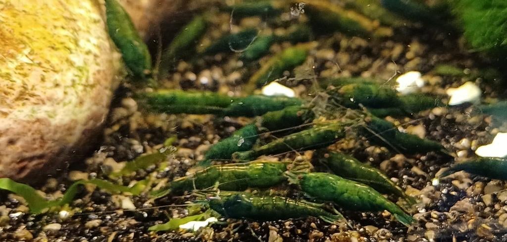 Hobbyaquarium Green Jade Garnalen, Kreeft, Krab of Garnaal, Zoetwatervis