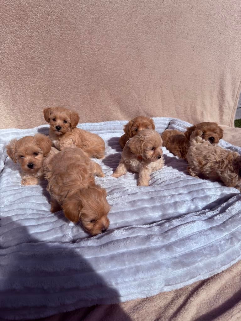 Mini maltipoo pups (mini maltezer x toy poedel), Parvo, België, Particulier, Overige rassen