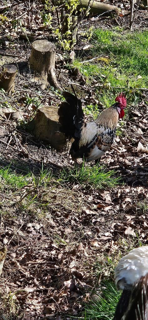 Hanen, Mannelijk, Kip