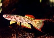 Aphyosemion Gabunense - Gabon Kilivis - Koidream Valburg, Dieren en Toebehoren, Vissen | Aquariumvissen, Vis, Zoetwatervis