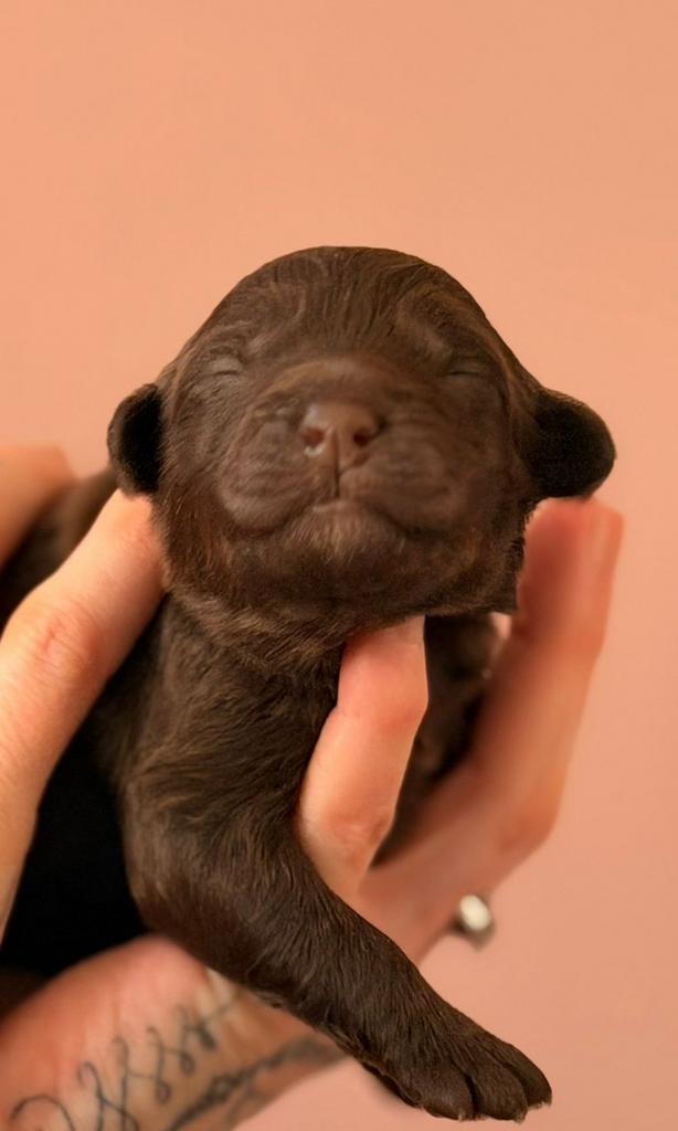 Aussiedoodle pups 💗 8 chocolate (merle) midi Aussie Doodle, Dieren en Toebehoren, Parvo, Overige rassen, 8 tot 15 weken, Meerdere