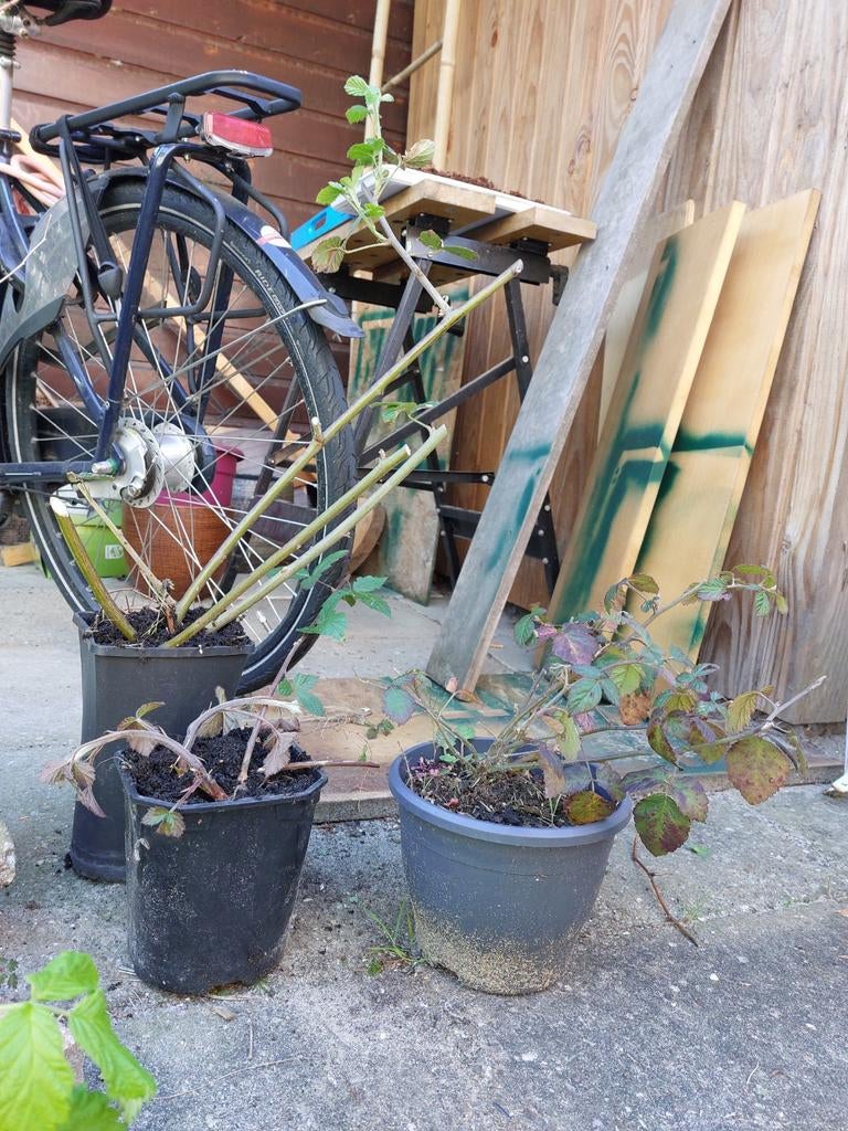 Bramen (3x) (met doorns), Tuin en Terras, Ophalen, Volle zon