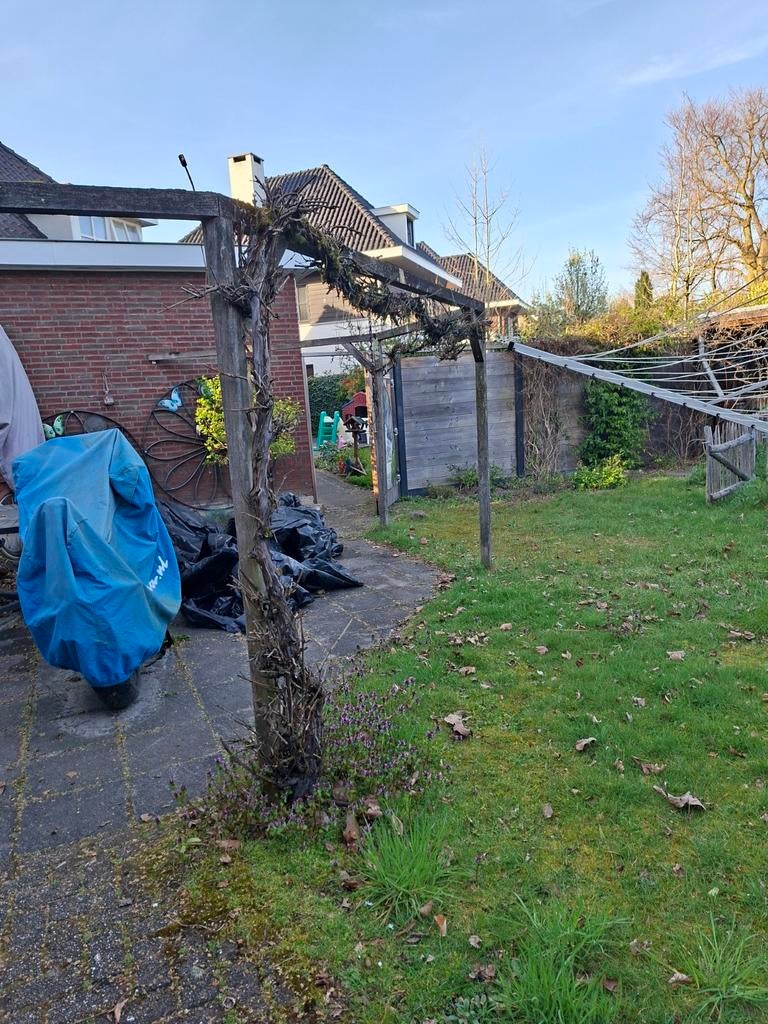 Robuuste druivenstruik voor pergola of muur, Ophalen, Volle zon, Vaste plant, Fruitplanten