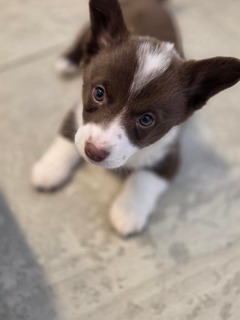 Welsh Corgi cardigan, Dieren en Toebehoren, Honden | Herdershonden en Veedrijvers, Parvo, België, Fokker | Hobbymatig, 8 tot 15 weken