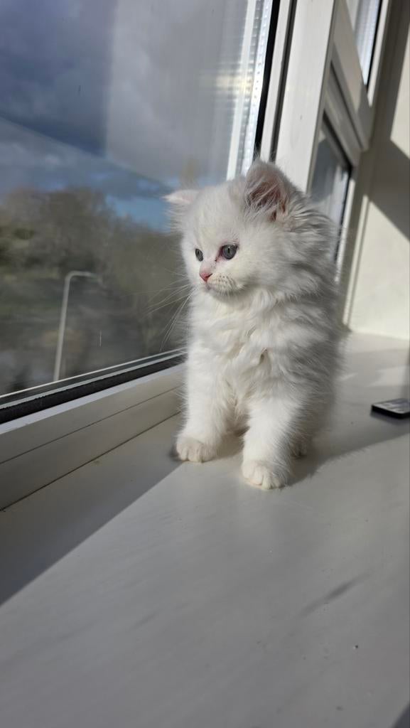 Elegant British Longhair White Kitten, Dieren en Toebehoren, Poes, Met stamboom, 0 tot 2 jaar