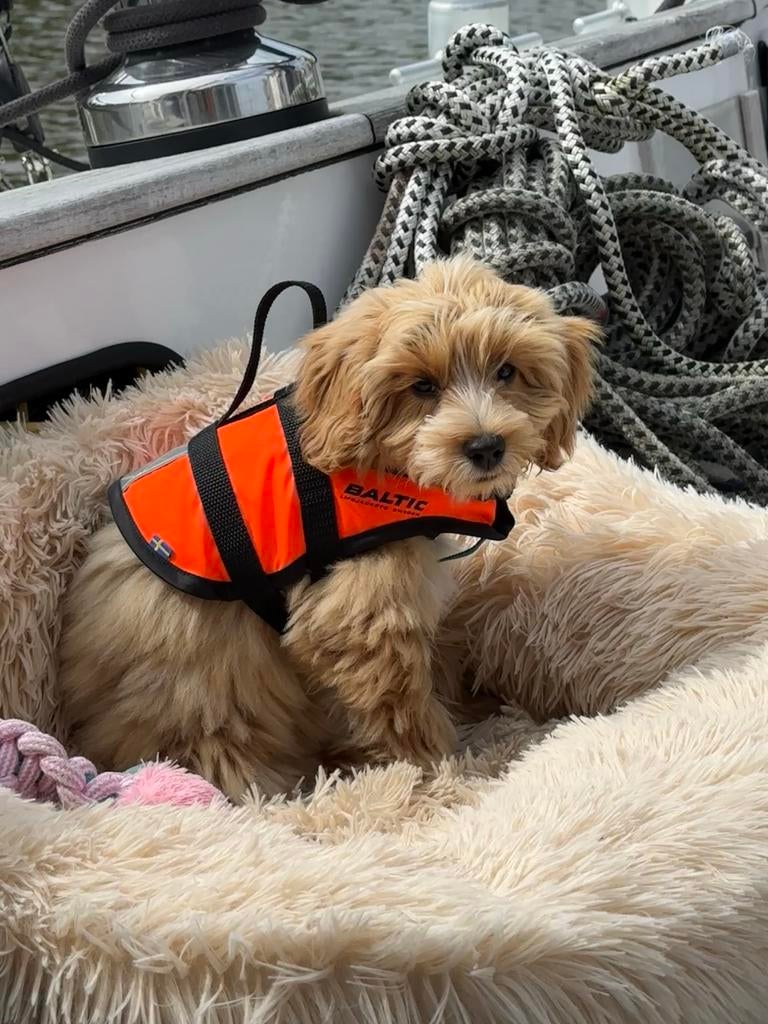 Zwemvestje puppies, kleine hondeen en katten maat S Baltic, Ophalen of Verzenden, Zo goed als nieuw