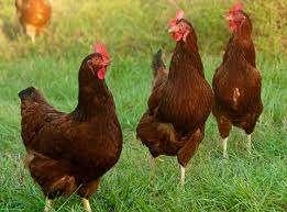 Rhode Ishlander kippen., Vrouwelijk, Kip