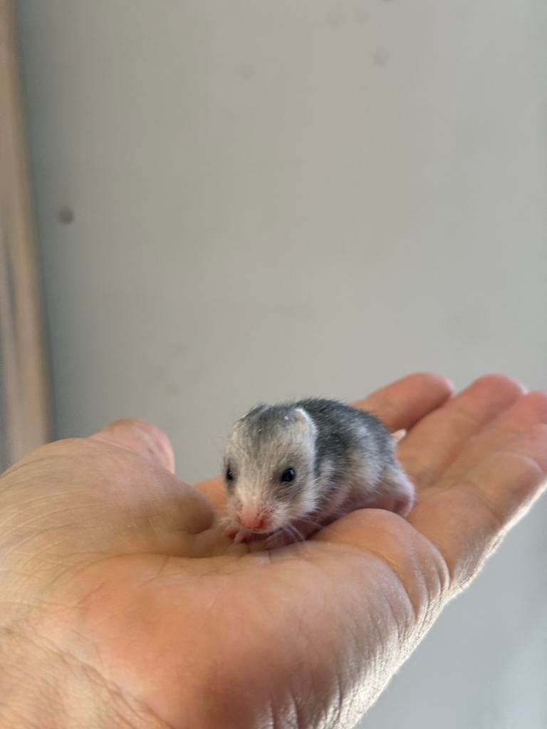 Jonge syrische hamsters (goudhamsters), Dieren en Toebehoren, Hamster, Maart, Meerdere dieren, Tam