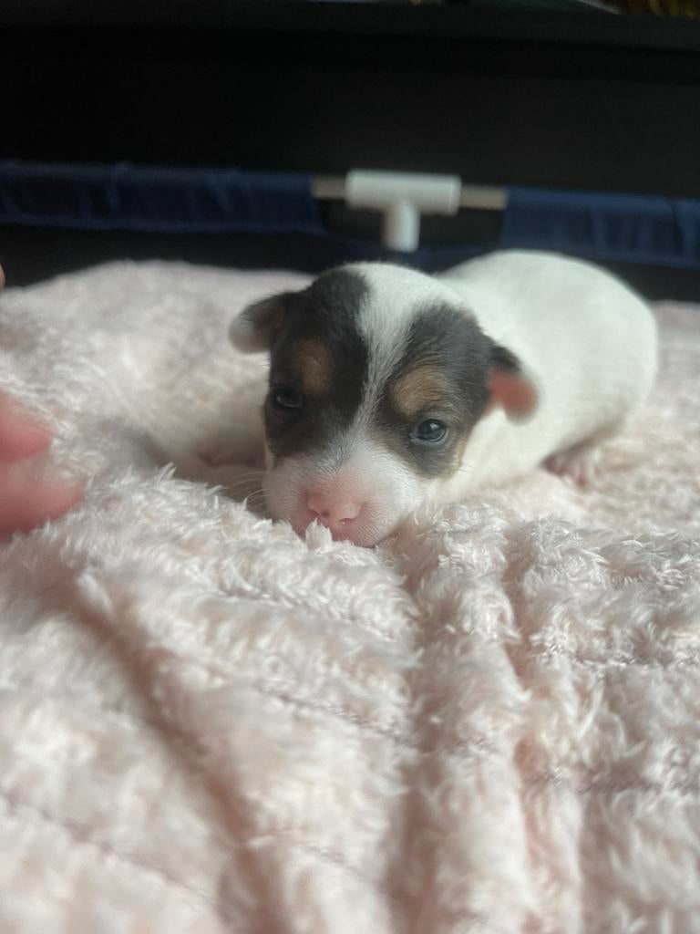 Pups  mix jack Russel/vlinderhondje, Jack Russell Terriër, Teef, Meerdere, Nederland