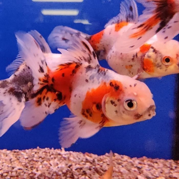 Carrasius auratus, Dieren en Toebehoren