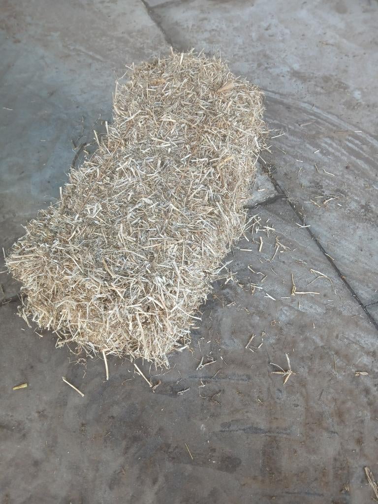 Erwten stro, Dieren en Toebehoren, Vogels | Duiven, Meerdere dieren, Postduif