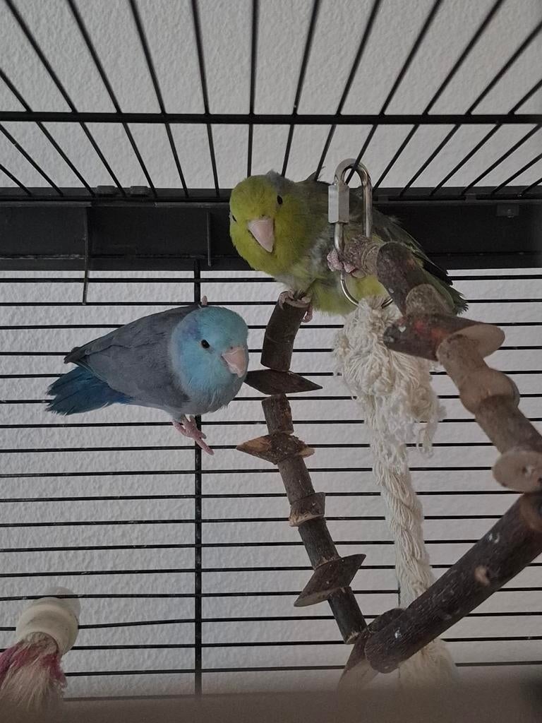 Forpus koppel, Meerdere dieren, Dwergpapegaai of Agapornis, Tam