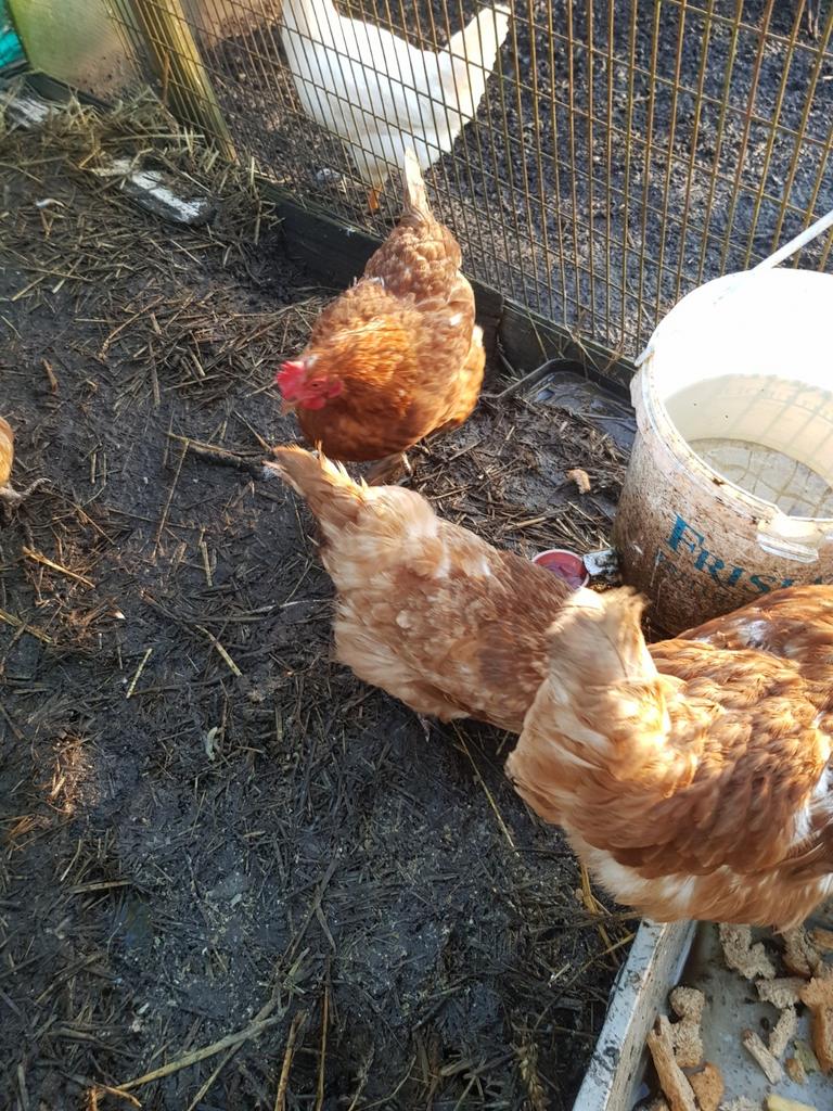 Kippen leghen isa brown, Dieren en Toebehoren, Vrouwelijk, Kip
