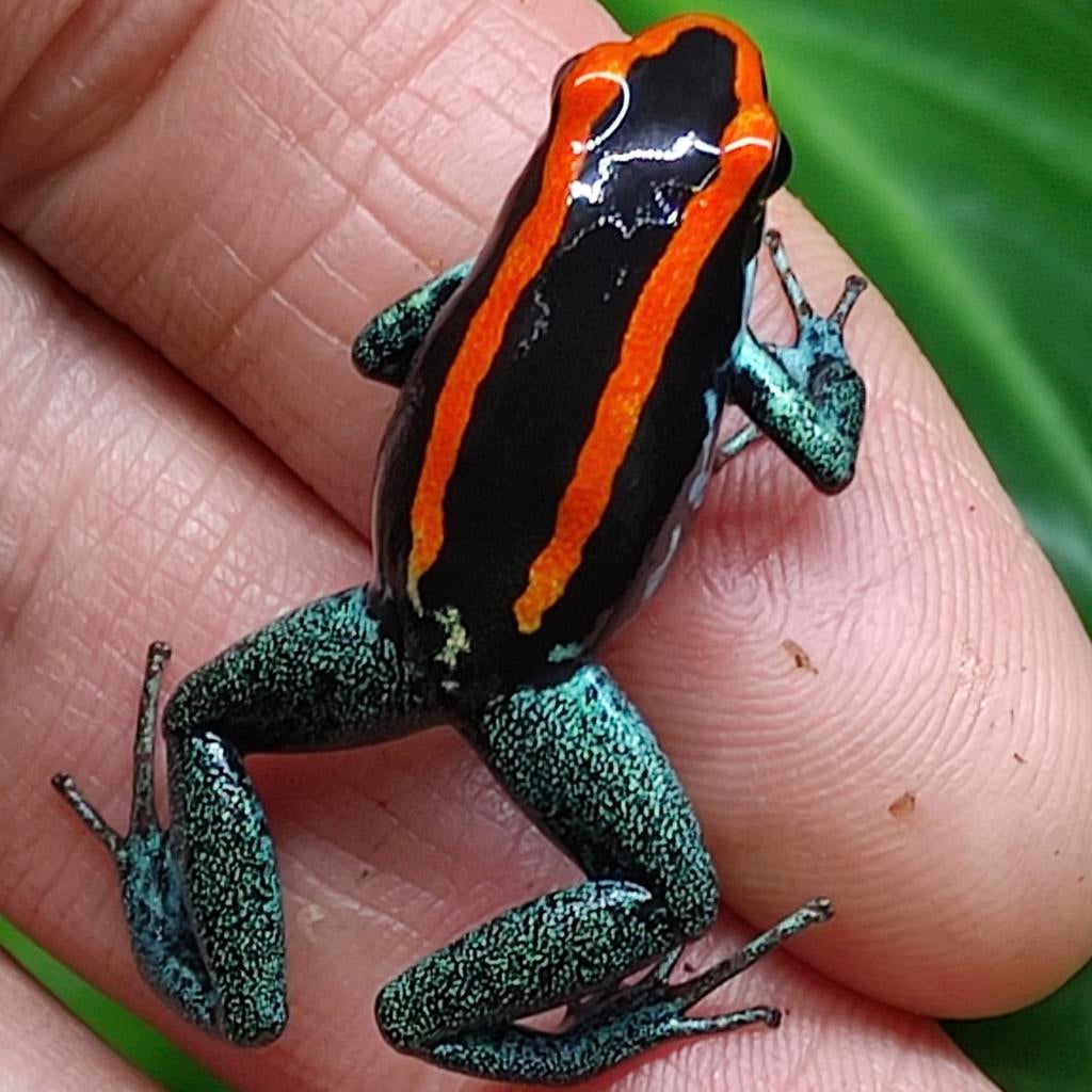 Phyllobates vittatus uit eigen kwekerij, Dieren en Toebehoren, Reptielen en Amfibieën, Amfibie, 0 tot 2 jaar