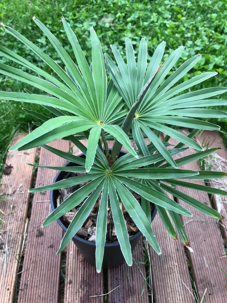 Trachycarpus princeps x wagnerianus, Ophalen of Verzenden, Lente, Minder dan 100 cm, Palmboom