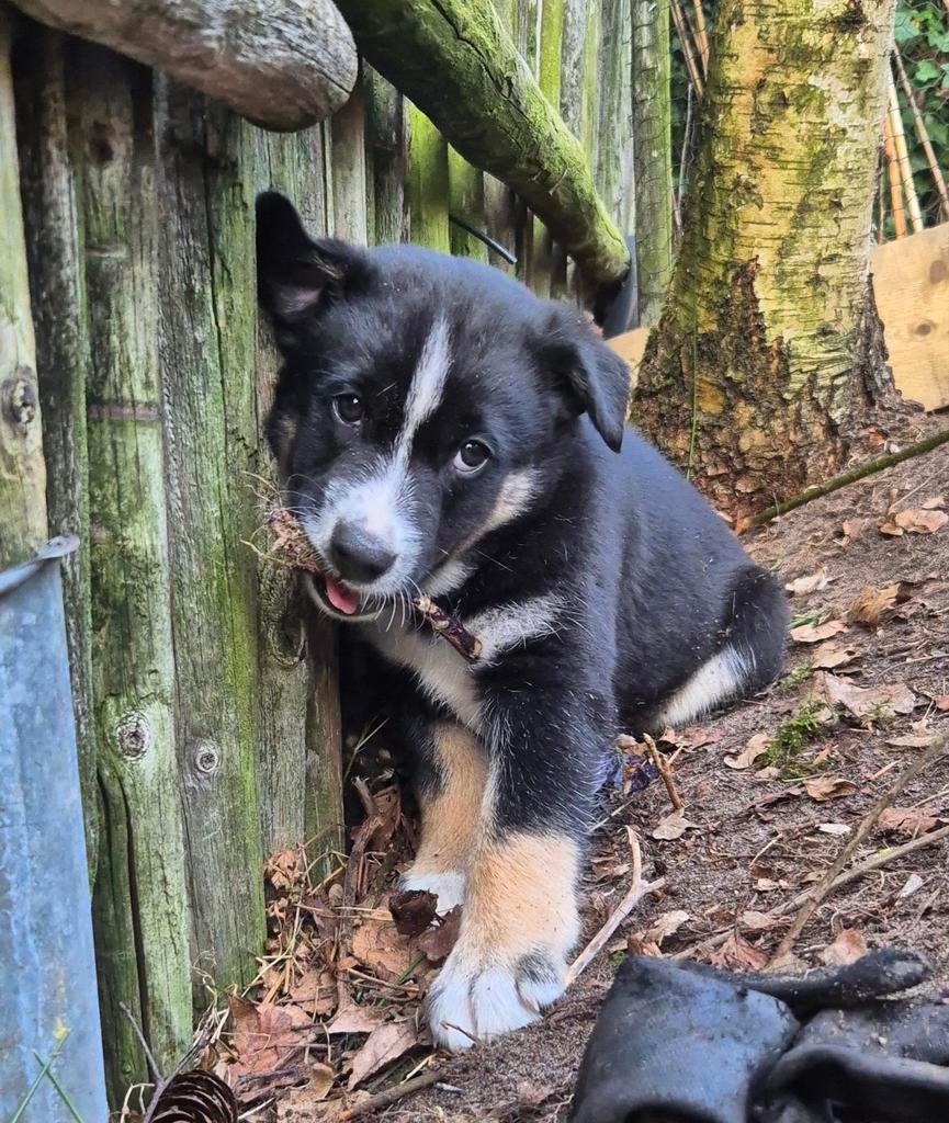 Nog 1 pup zoekt een huisje, 8 tot 15 weken, Meerdere, Meerdere dieren, Nederland