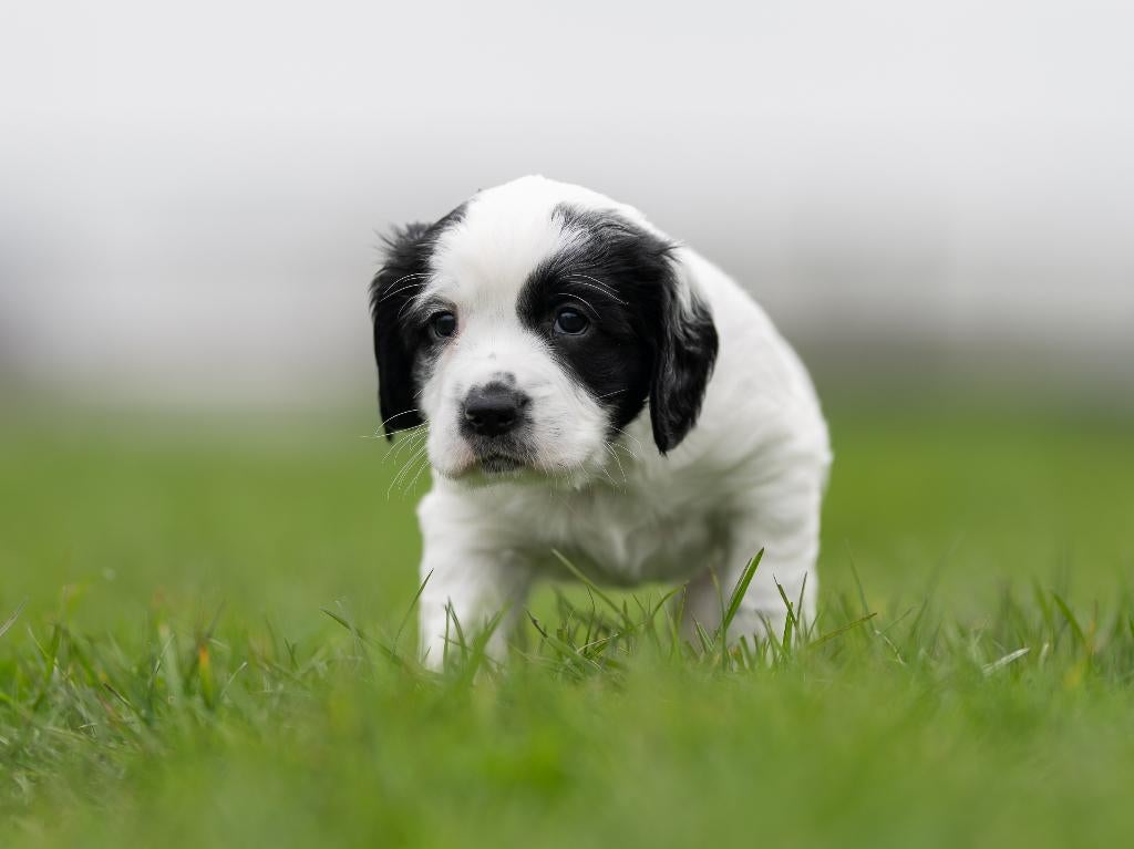 sprocker spaniëls te koop, Dieren en Toebehoren, Honden | Retrievers, Spaniëls en Waterhonden, Parvo, Reu, 8 tot 15 weken, Meerdere