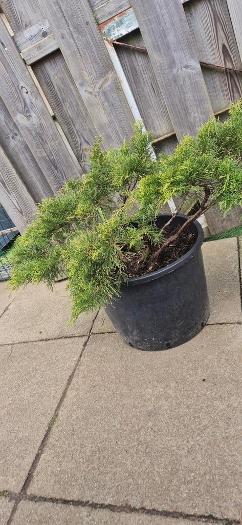Startmatriaal juniperus bonsai, Tuin en Terras, Ophalen of Verzenden, Overige soorten, Halfschaduw
