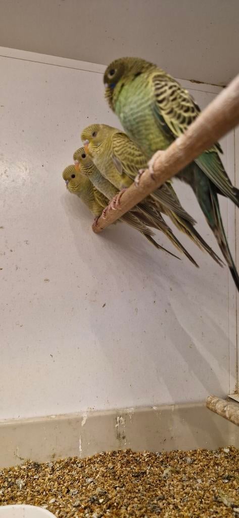 Blackface dunfallow grasparkiet, Mannelijk, Parkiet, Geringd