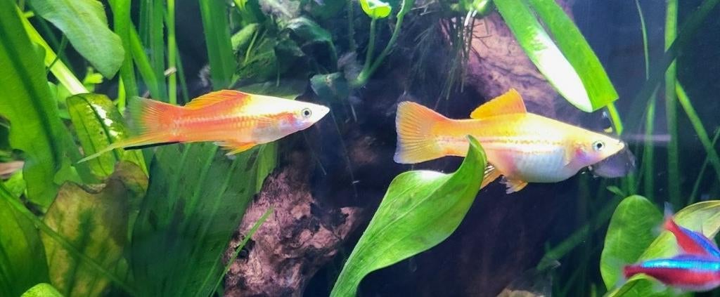 Jonge Pineapple zwaarddragers. Xiphophorus helleri., Dieren en Toebehoren, Vis