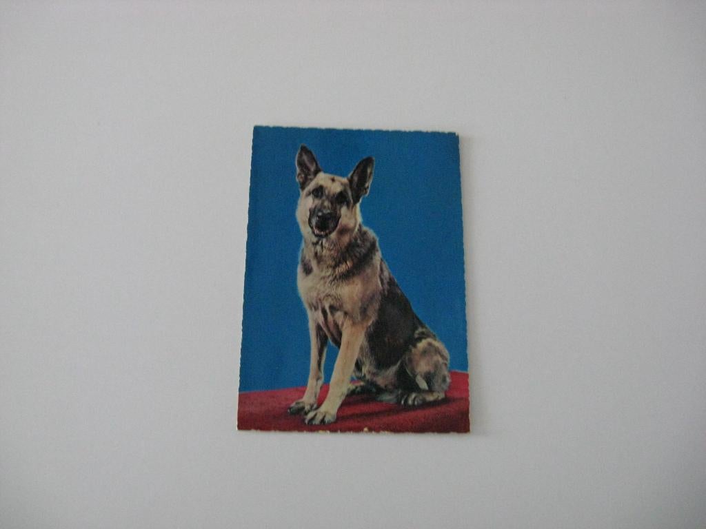 5 Hondenrassen ongelopen 1 Herdershond,  2 Boxer etc., Verzenden, 1980 tot heden, Ongelopen, Hond of Kat