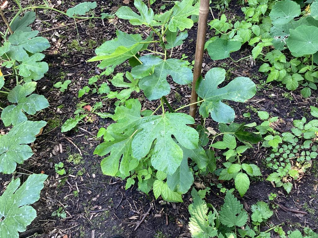 Winterharde Vijgenstruik 'Brown Turkey', Tuin en Terras, Ophalen, Volle zon, Vaste plant, Zomer