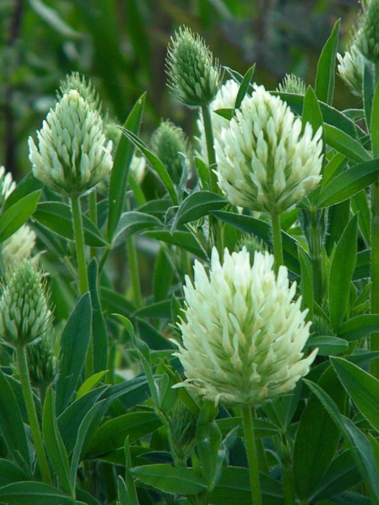 trifolium, Ophalen, Overige soorten, Volle zon