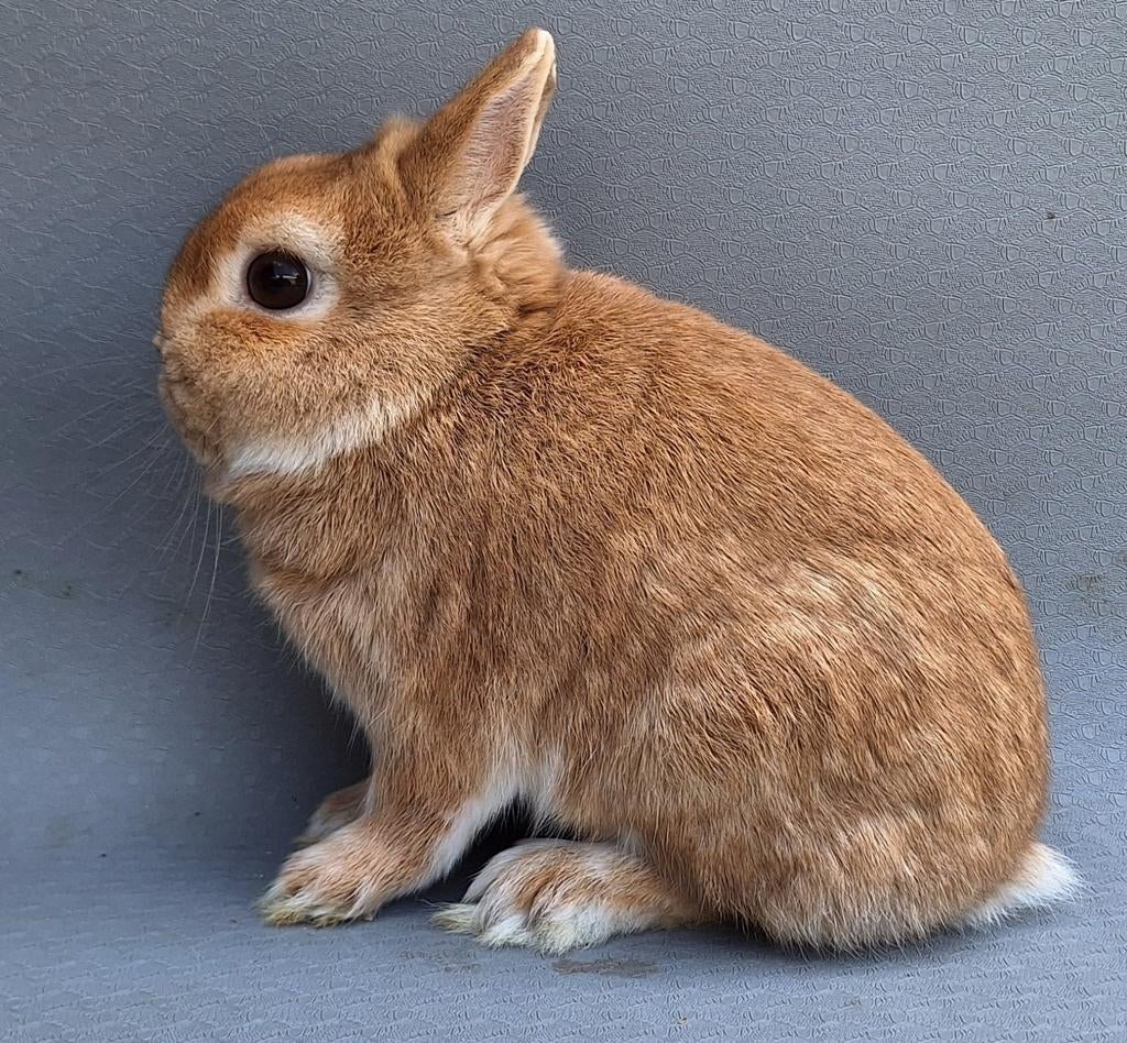 Kleurdwerg ram geel, Mannelijk, Dwerg, 0 tot 2 jaar