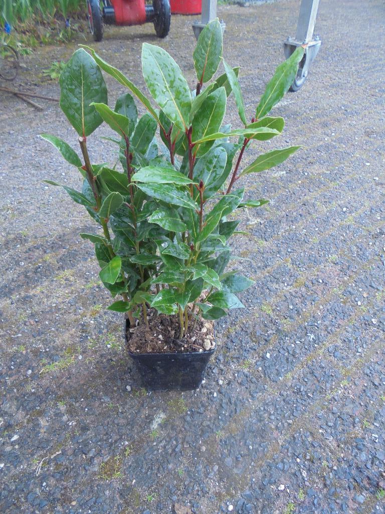 laurier kruid, Vaste plant, Ophalen of Verzenden, Bloeit niet, Halfschaduw