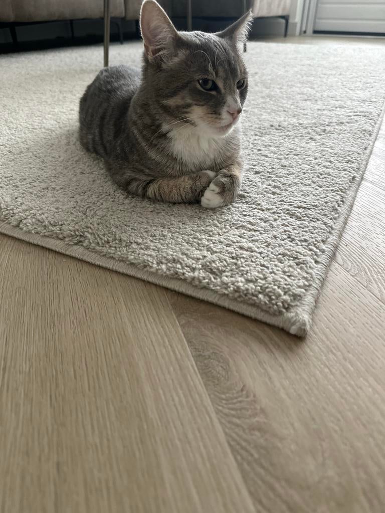 Kat, Dieren en Toebehoren, Katten en Kittens | Overige Katten, Kater