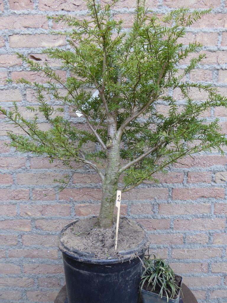 Bonsai: Hemlock-spar, Ophalen, Bloeit niet, Halfschaduw, Overige soorten