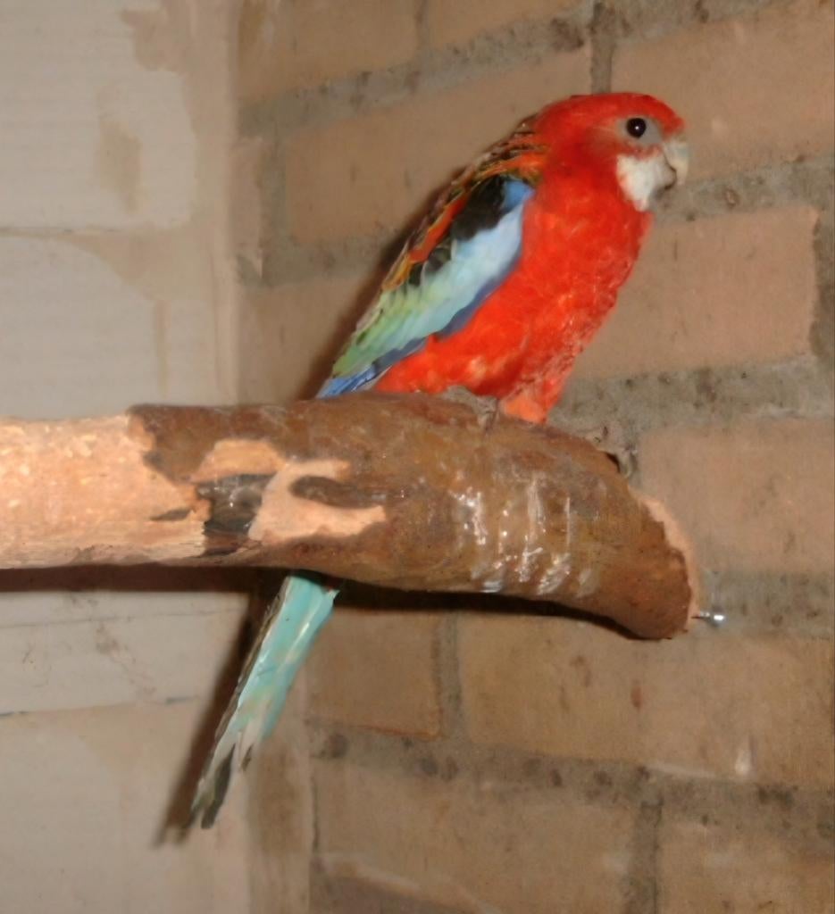 Gezocht rode pracht rosella pop, Vrouwelijk, Parkiet