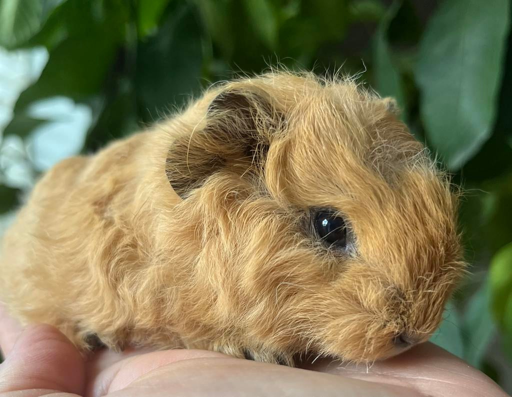 Cavia beertje CH Teddy California, Dieren en Toebehoren, Knaagdieren, Mannelijk, Tam, Maart, Cavia