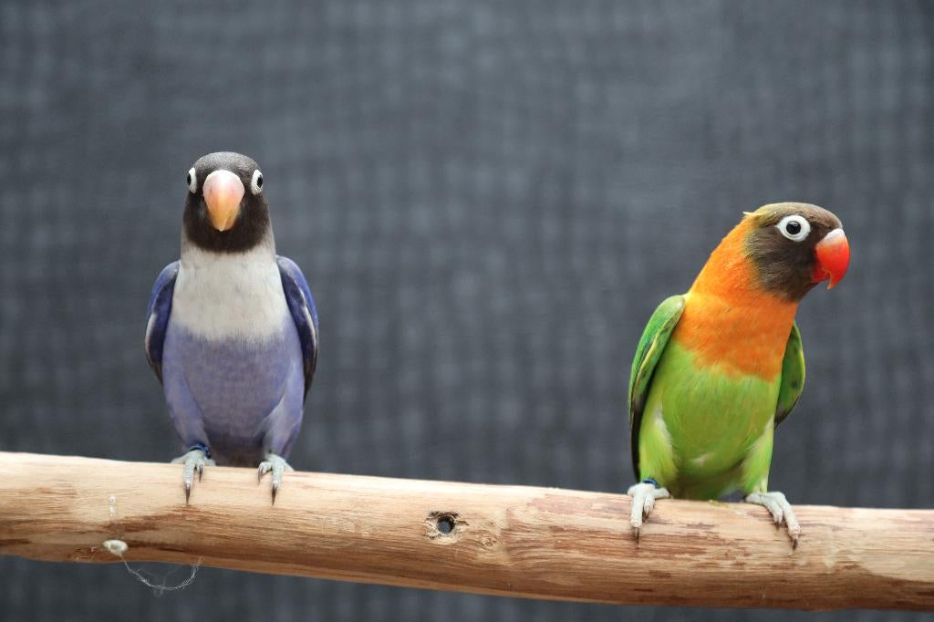 Jonge Baby Agapornis | Fischeri | Div. Kleuren | Handtam, Dieren en Toebehoren, Vogels | Parkieten en Papegaaien, Meerdere dieren