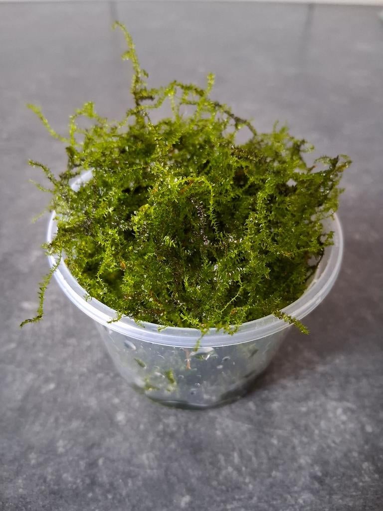 Javamos, Ophalen, Plant(en), Steen of Hout