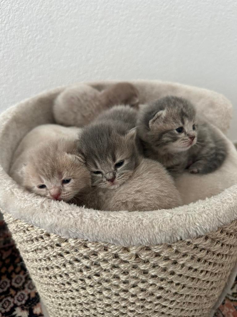 Britsekorthaar kittens, britse korthaar, Meerdere dieren, Ontwormd