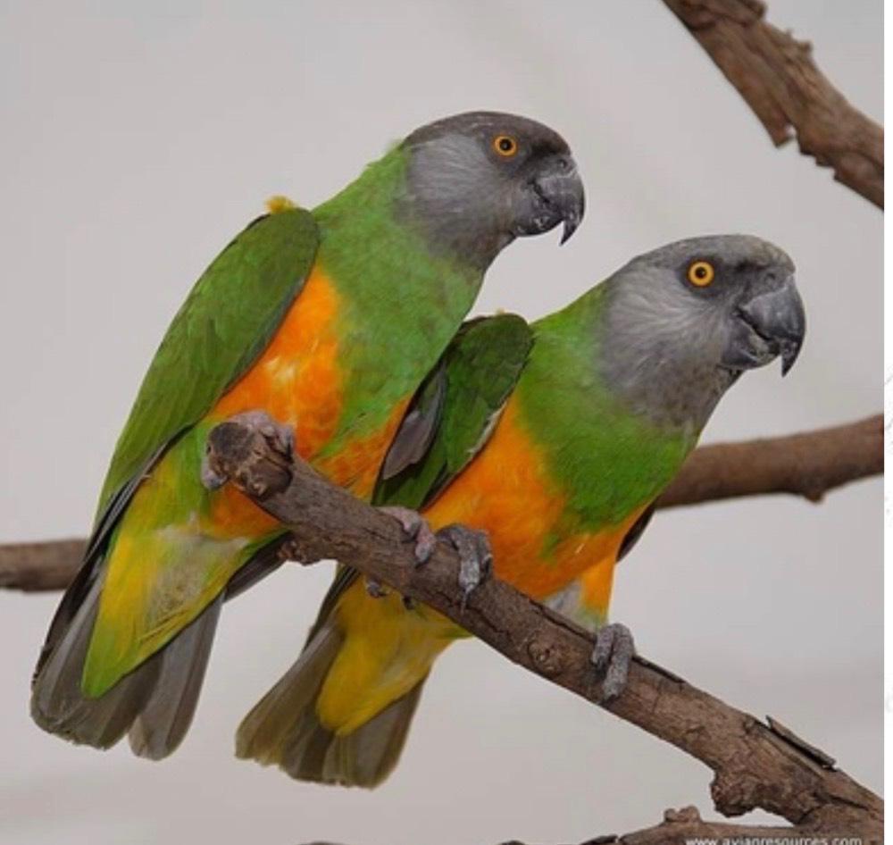 Bewezen koppel bonte boertjes (Senegal papagaai), Dieren en Toebehoren, Vogels | Parkieten en Papegaaien, Meerdere dieren, Papegaai