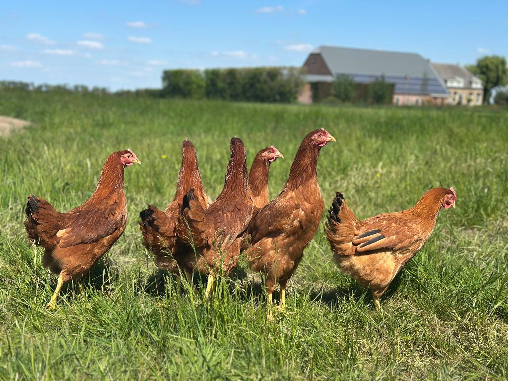 Jonge tamme Red Star kippen gesekst en ingeënt, Vrouwelijk, Kip