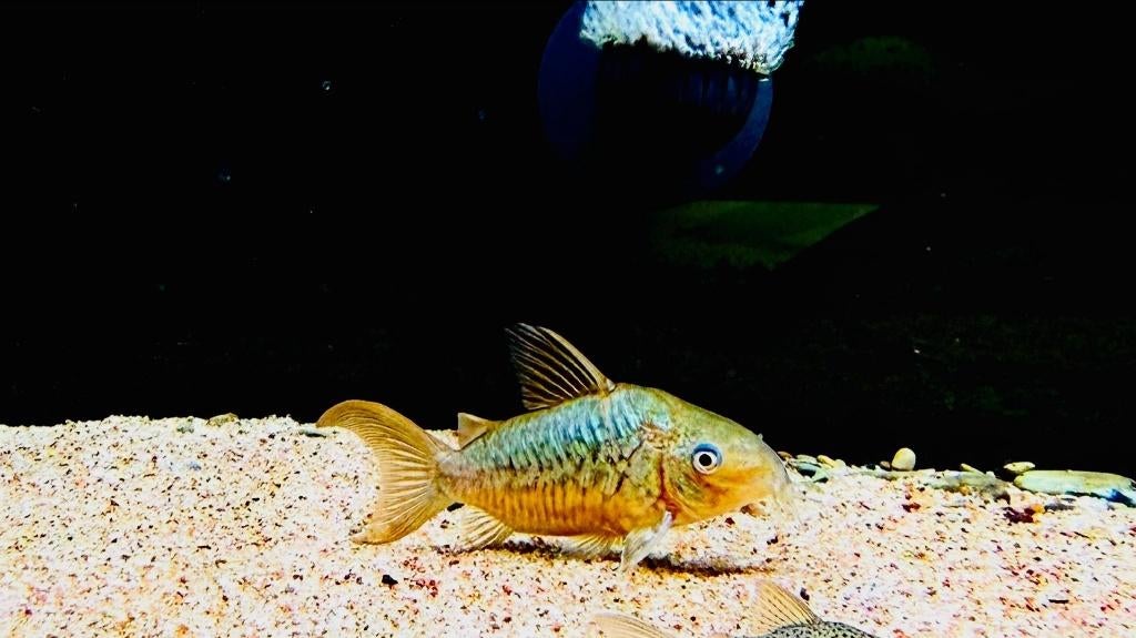 Corydoras opvang, Dieren en Toebehoren, Vissen | Aquariumvissen, Vis, Zoetwatervis, Schoolvis