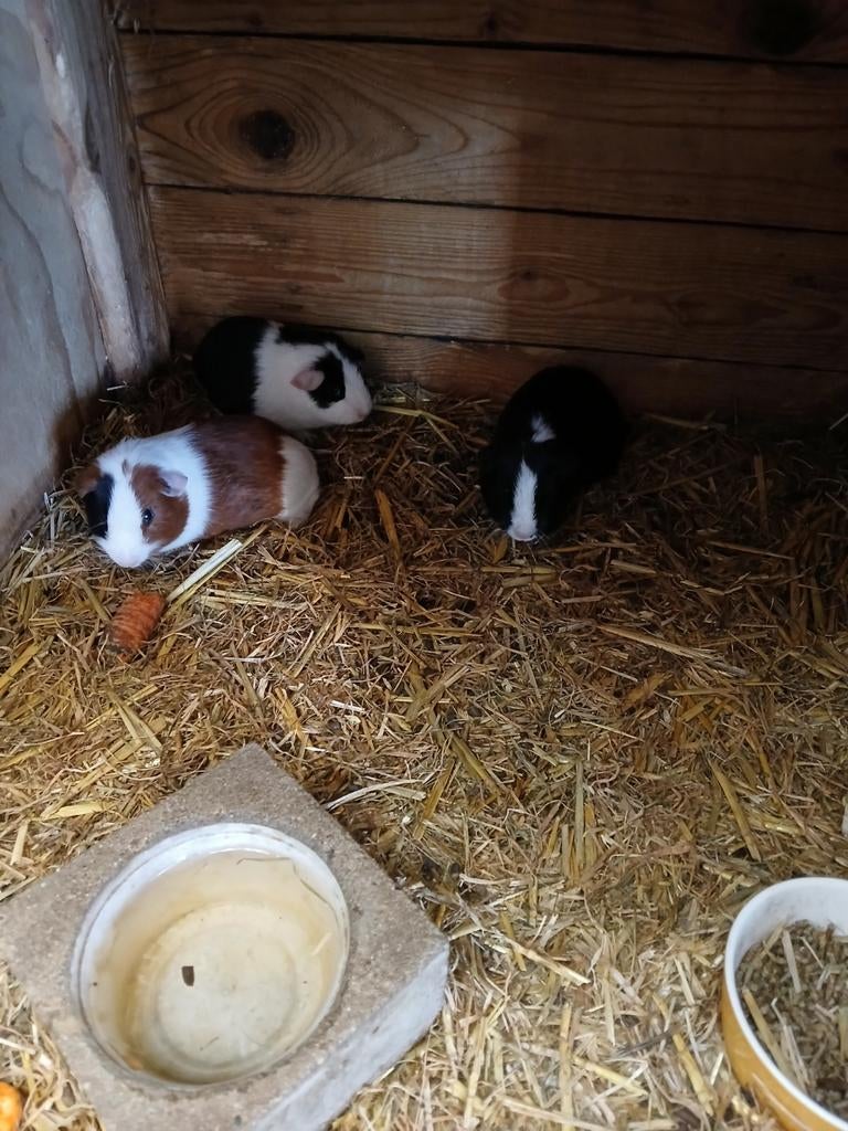 Jonge cavia beertjes, Dieren en Toebehoren, Februari, Mannelijk, Cavia