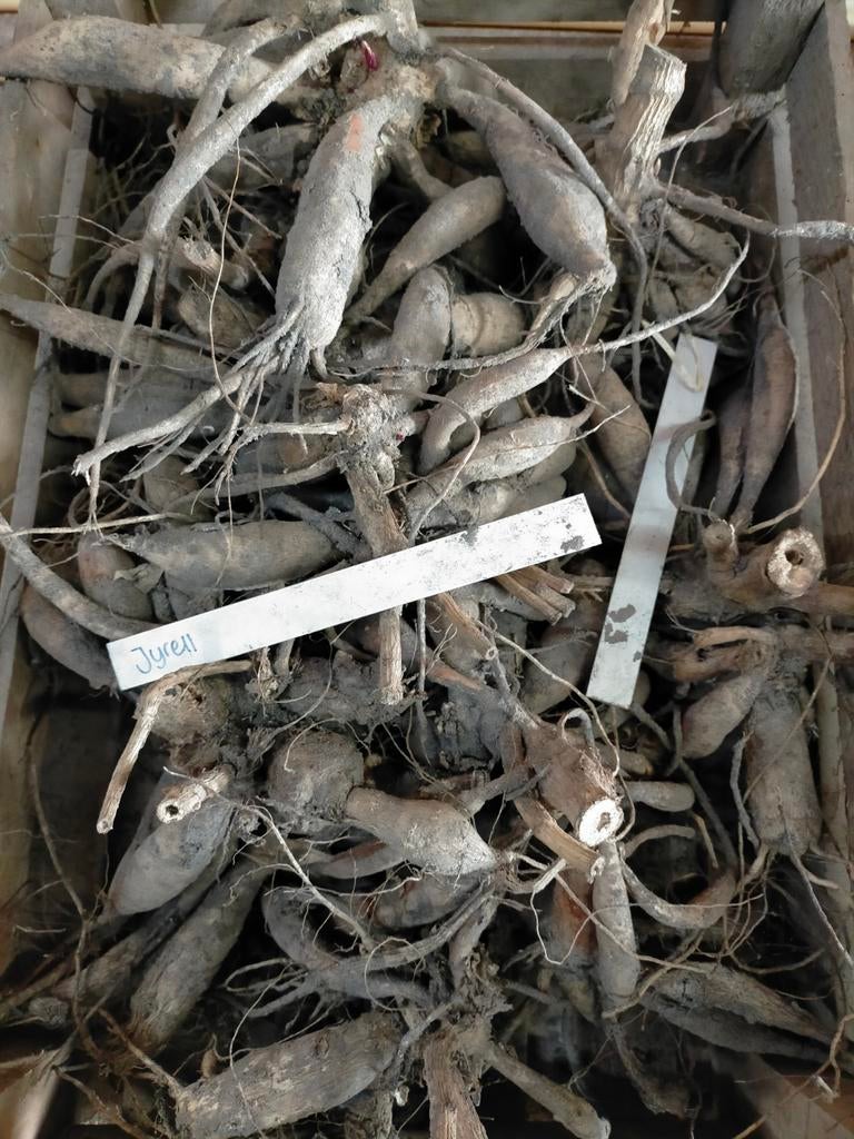 Dahlia knollen, Tuin en Terras, Bloembollen en Zaden, Ophalen, Volle zon, Knol