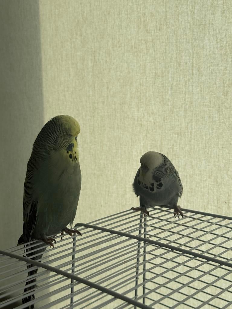 Parkiet, Mannelijk, Parkiet