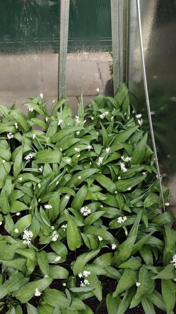 Te koop daslook, 1 euro per pot  p 9 uit eigen bio tuin, Tuin en Terras, Ophalen of Verzenden, Overige typen