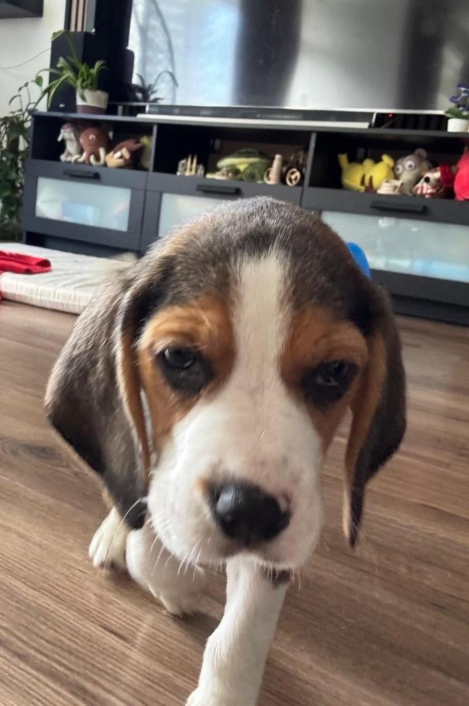 Male Beagle puppy (9 weeks), Dieren en Toebehoren, Beagle, Reu, 8 tot 15 weken, Eén hond