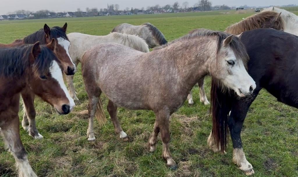 Super Mooie Welsh A Merrie, Dieren en Toebehoren, Pony's, Merrie, A pony (tot 1.17m), Met stamboom, 3 tot 6 jaar